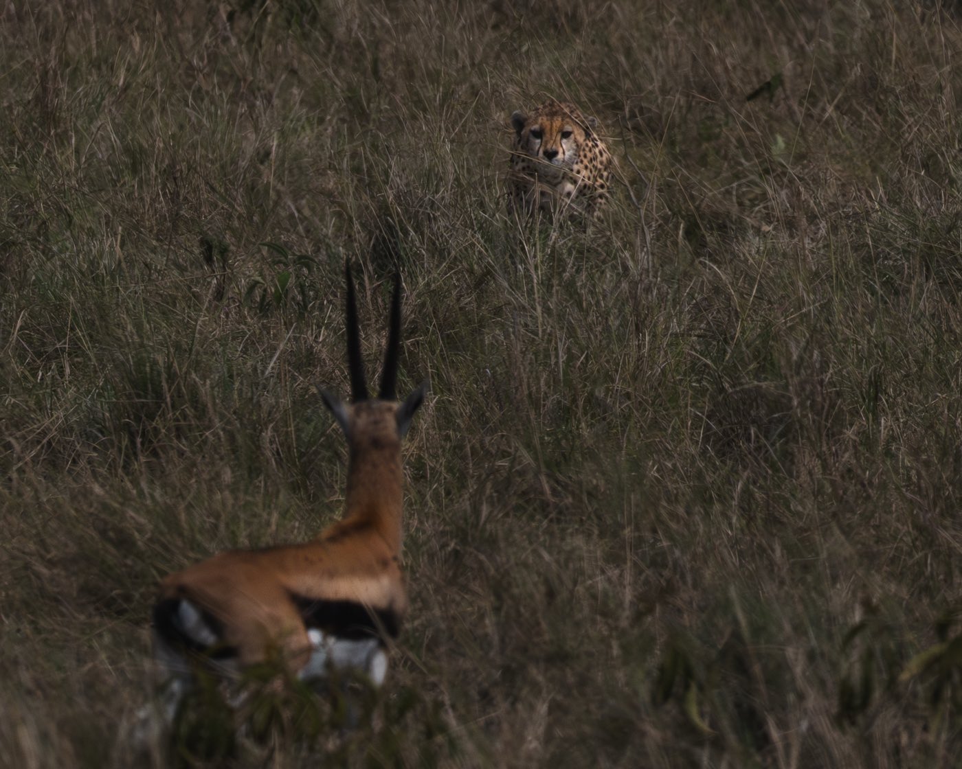A cheetah stalking through long grass.