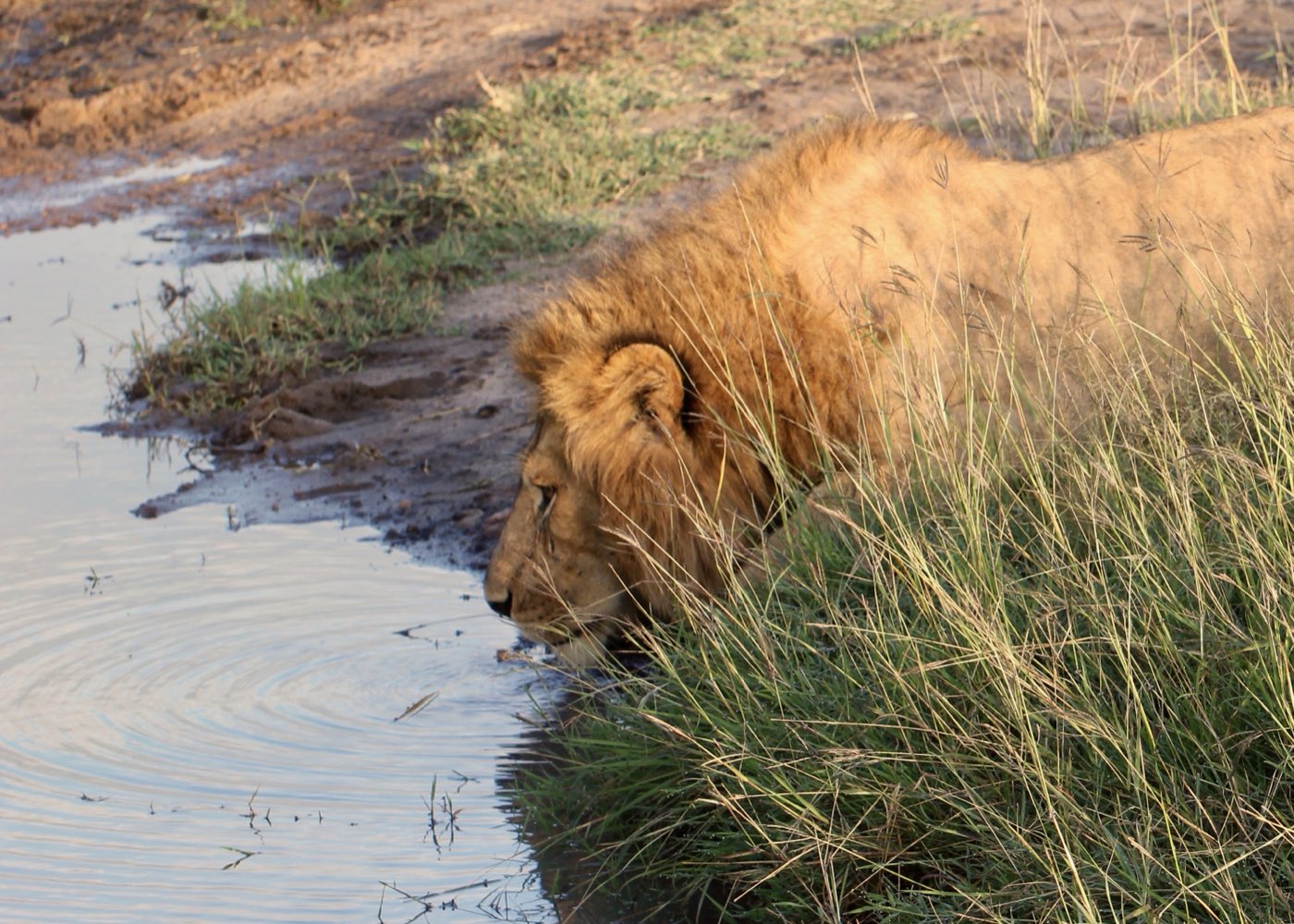 Lions drinking at dawn in the Maasai Mara.