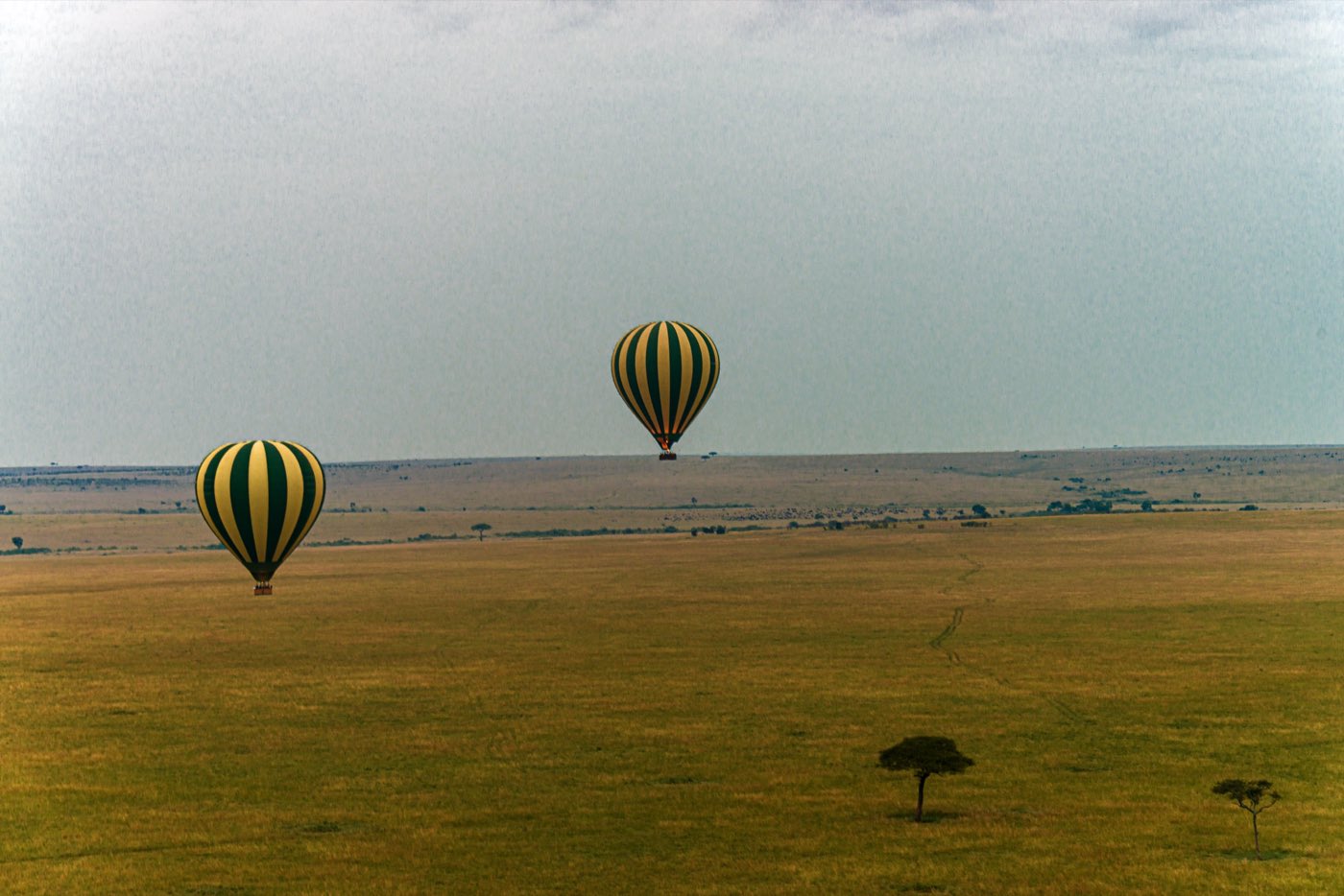 Hot-air balloons over the Maasai Mara at first light.