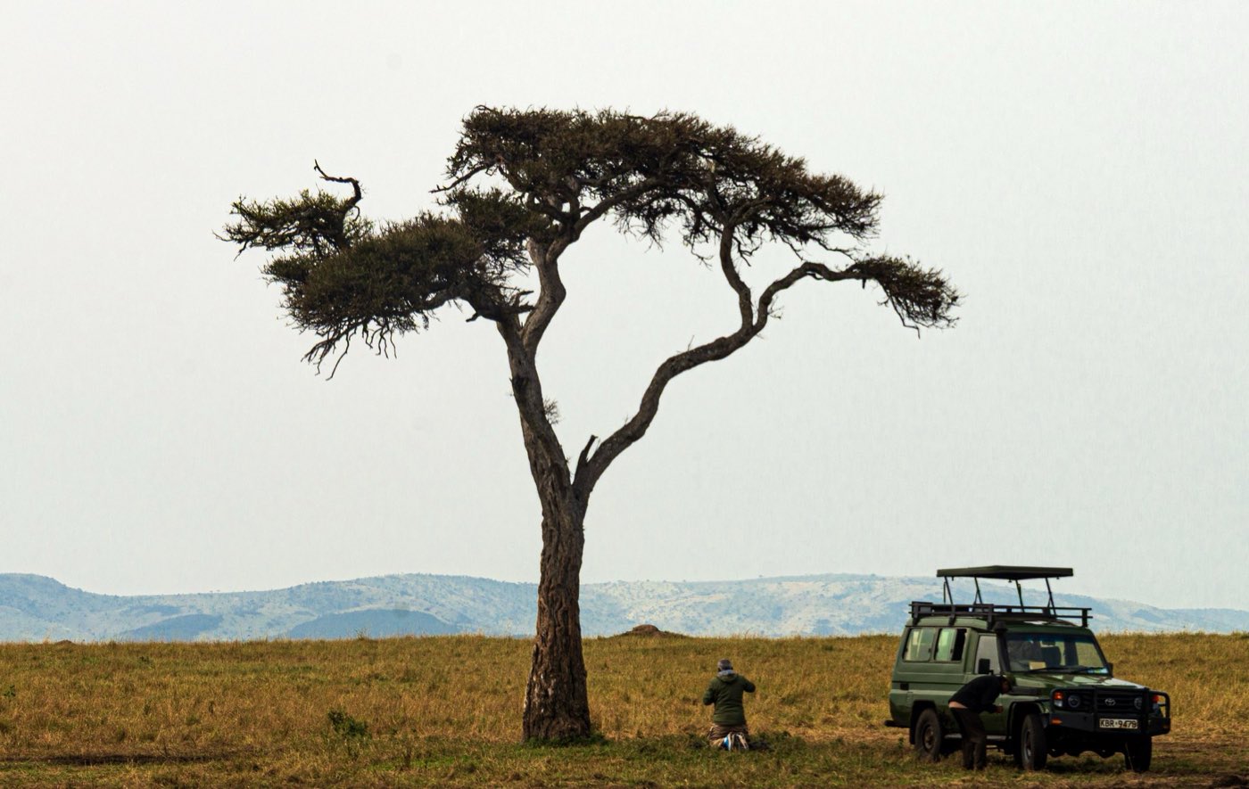 Safari vehicle under an acacia on the Mara plains.