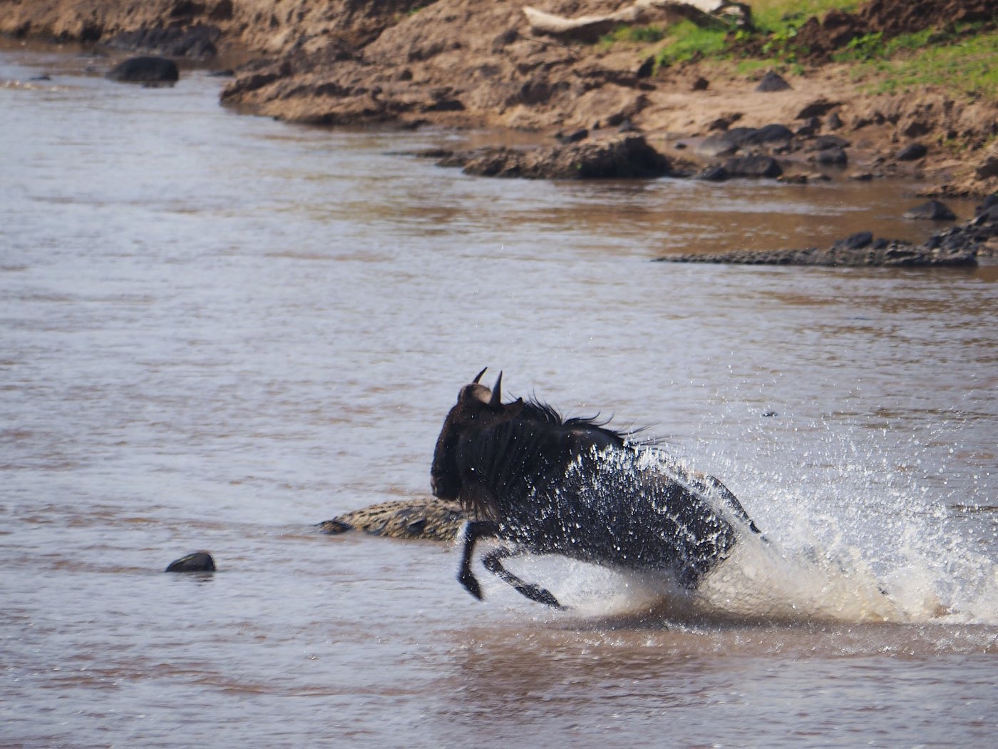 A line of wildebeest crossing the Mara River.