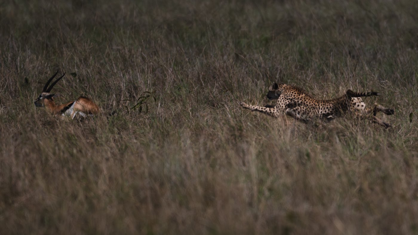 A cheetah at full sprint across the plains.